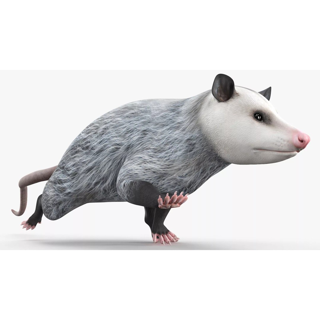 Opossum 3D Model – Rigged Animated Character for Cinema 4D - View 7
