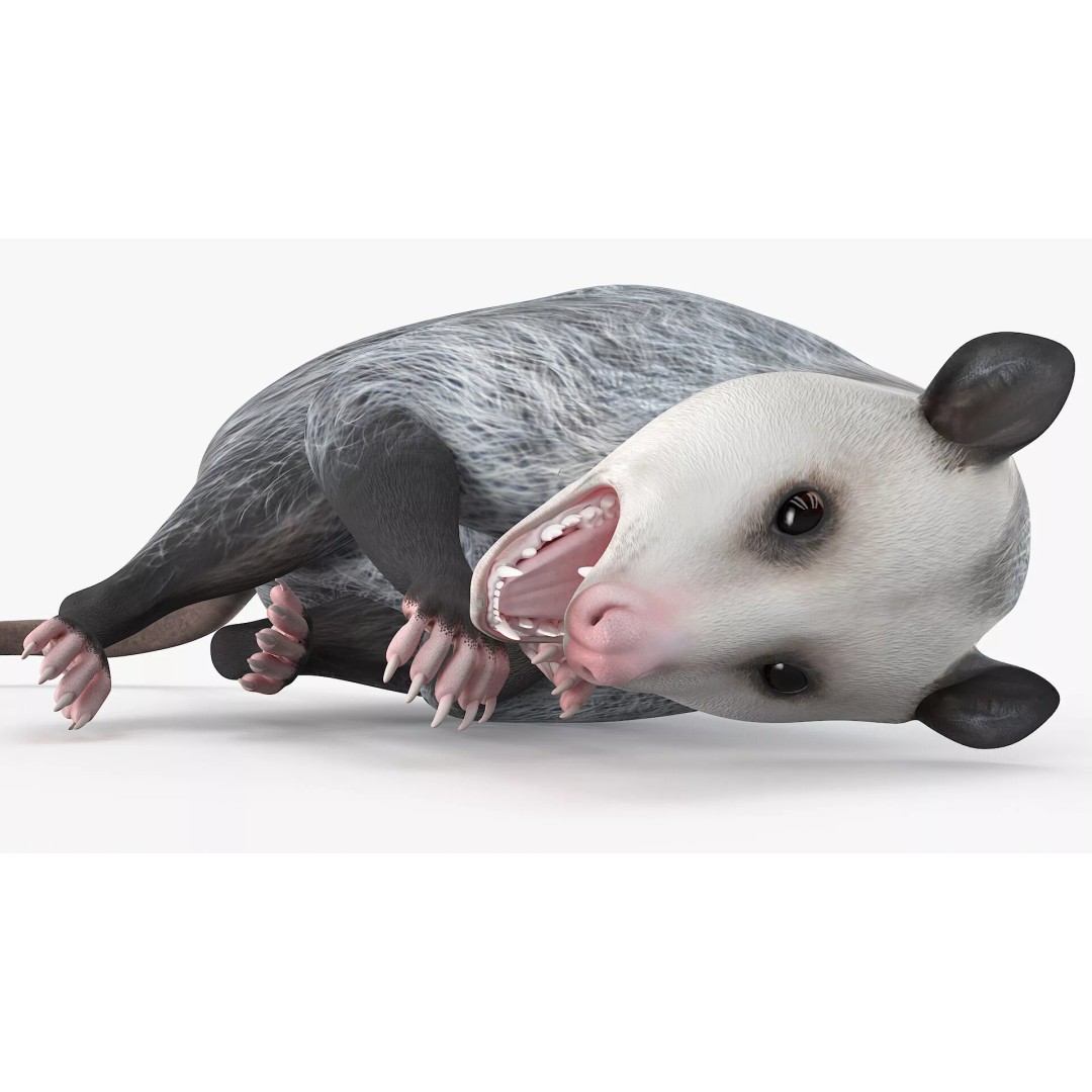 Opossum 3D Model – Rigged Animated Character for Cinema 4D - View 8
