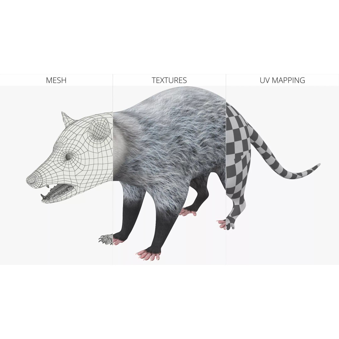 Opossum 3D Model – Rigged Animated Character for Cinema 4D - View 9