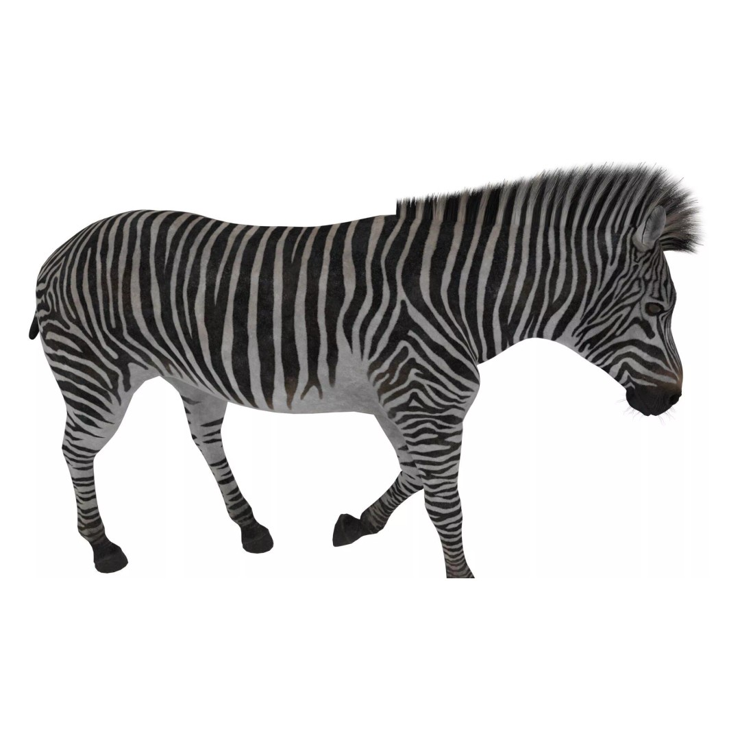Zebra 3D Model – Realistic Walking Fur for Cinema 4D, PBR Textures