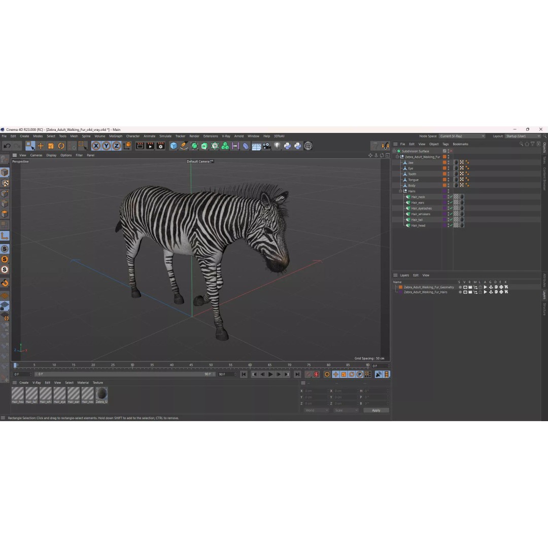 Zebra 3D Model – Realistic Walking Fur for Cinema 4D, PBR Textures - View 14