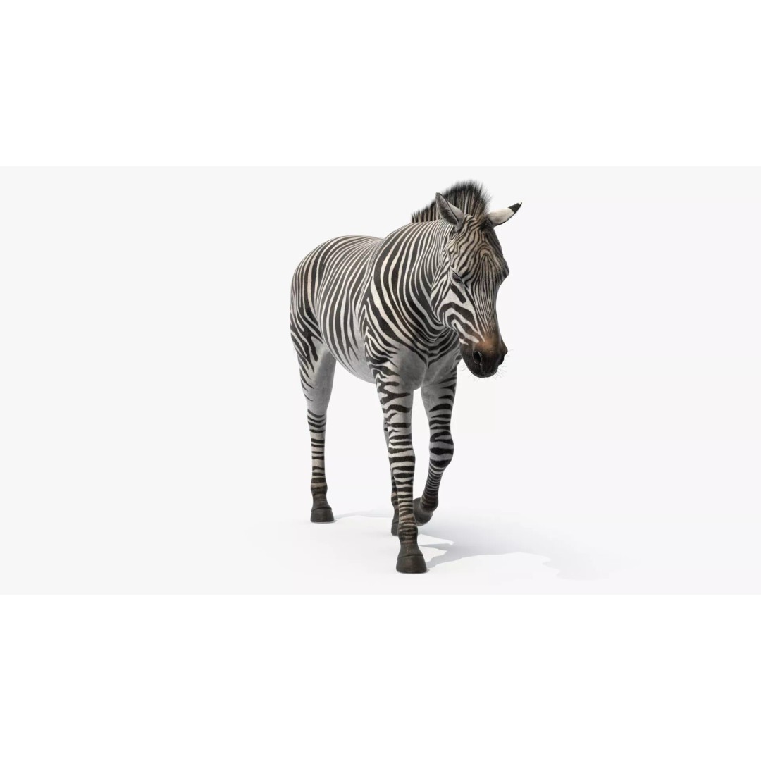 Zebra 3D Model – Realistic Walking Fur for Cinema 4D, PBR Textures - View 3