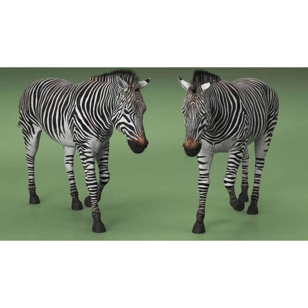 Zebra 3D Model – Realistic Walking Fur for Cinema 4D, PBR Textures - View 6