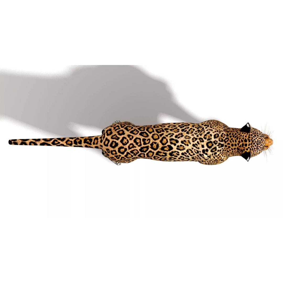 Jaguar 3D Model – Low Poly Animal Asset, FBX, OBJ, PBR - View 10