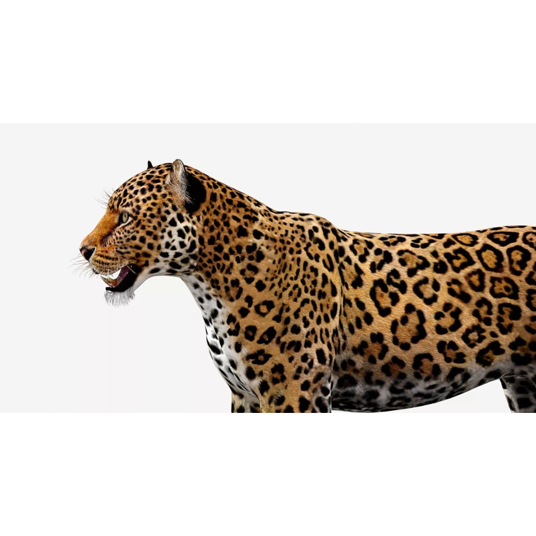 Jaguar 3D Model – Low Poly Animal Asset, FBX, OBJ, PBR - View 11
