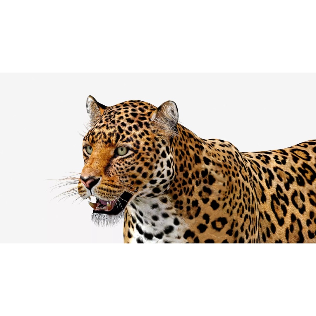 Jaguar 3D Model – Low Poly Animal Asset, FBX, OBJ, PBR - View 12