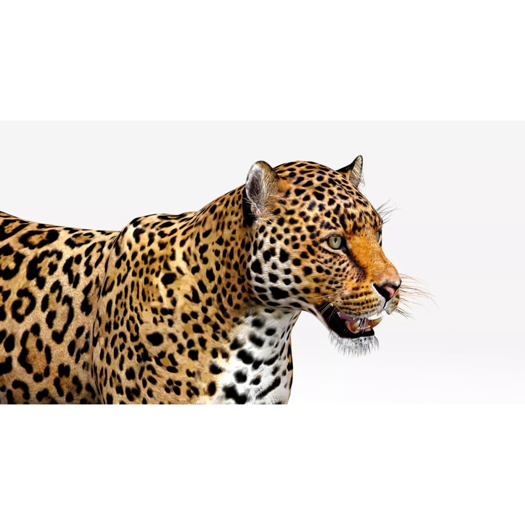 Jaguar 3D Model – Low Poly Animal Asset, FBX, OBJ, PBR - View 13