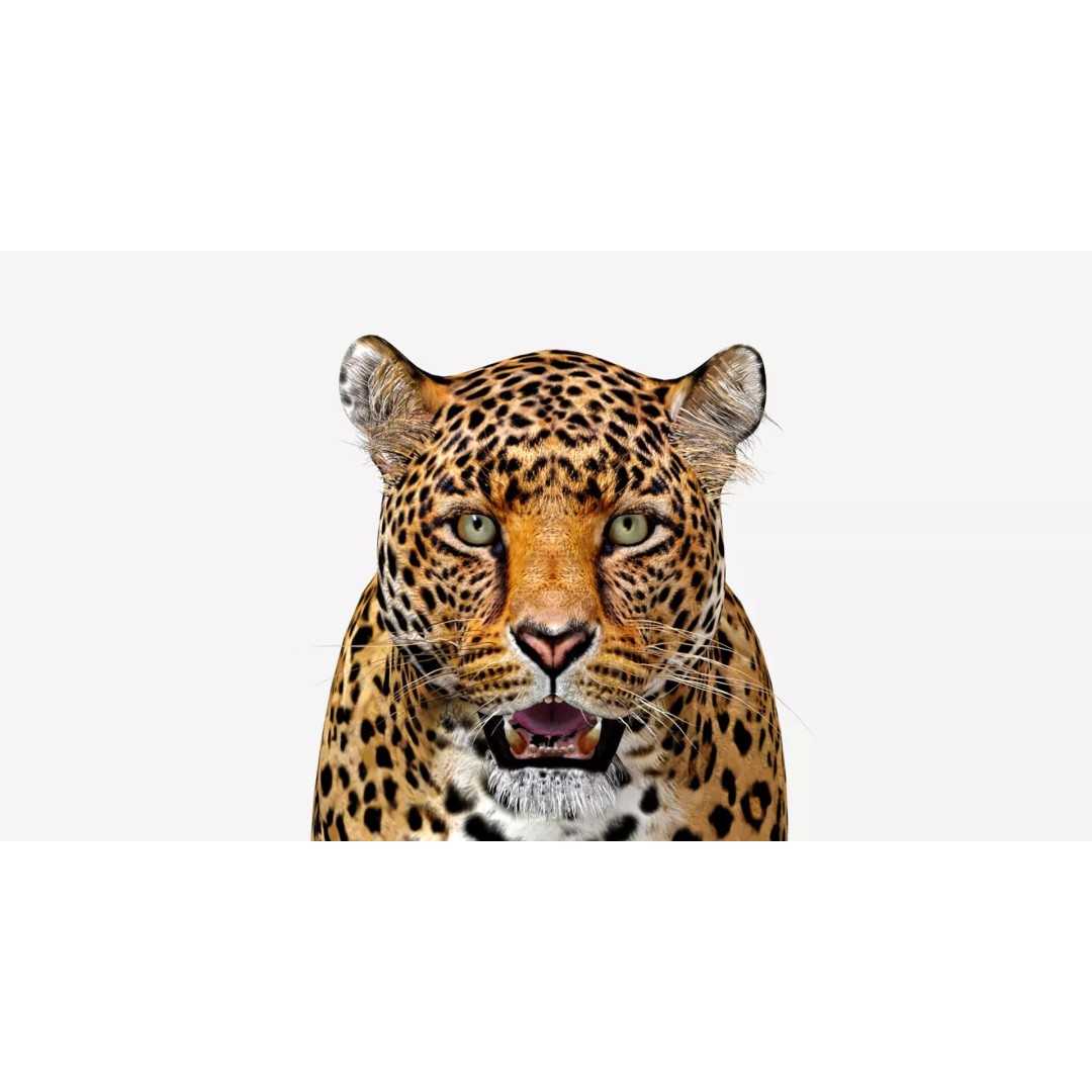 Jaguar 3D Model – Low Poly Animal Asset, FBX, OBJ, PBR - View 14