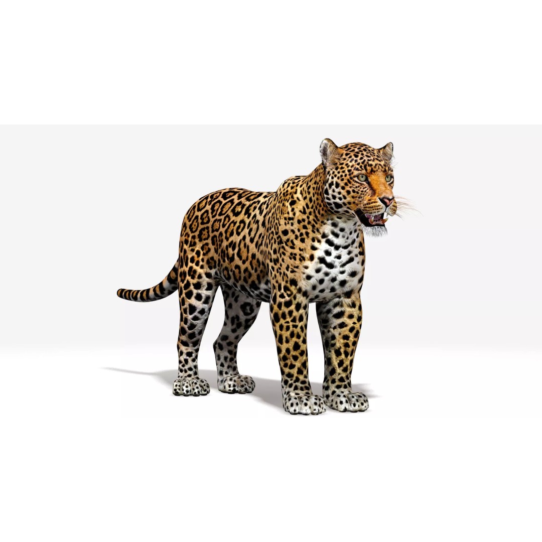 Jaguar 3D Model – Low Poly Animal Asset, FBX, OBJ, PBR - View 2
