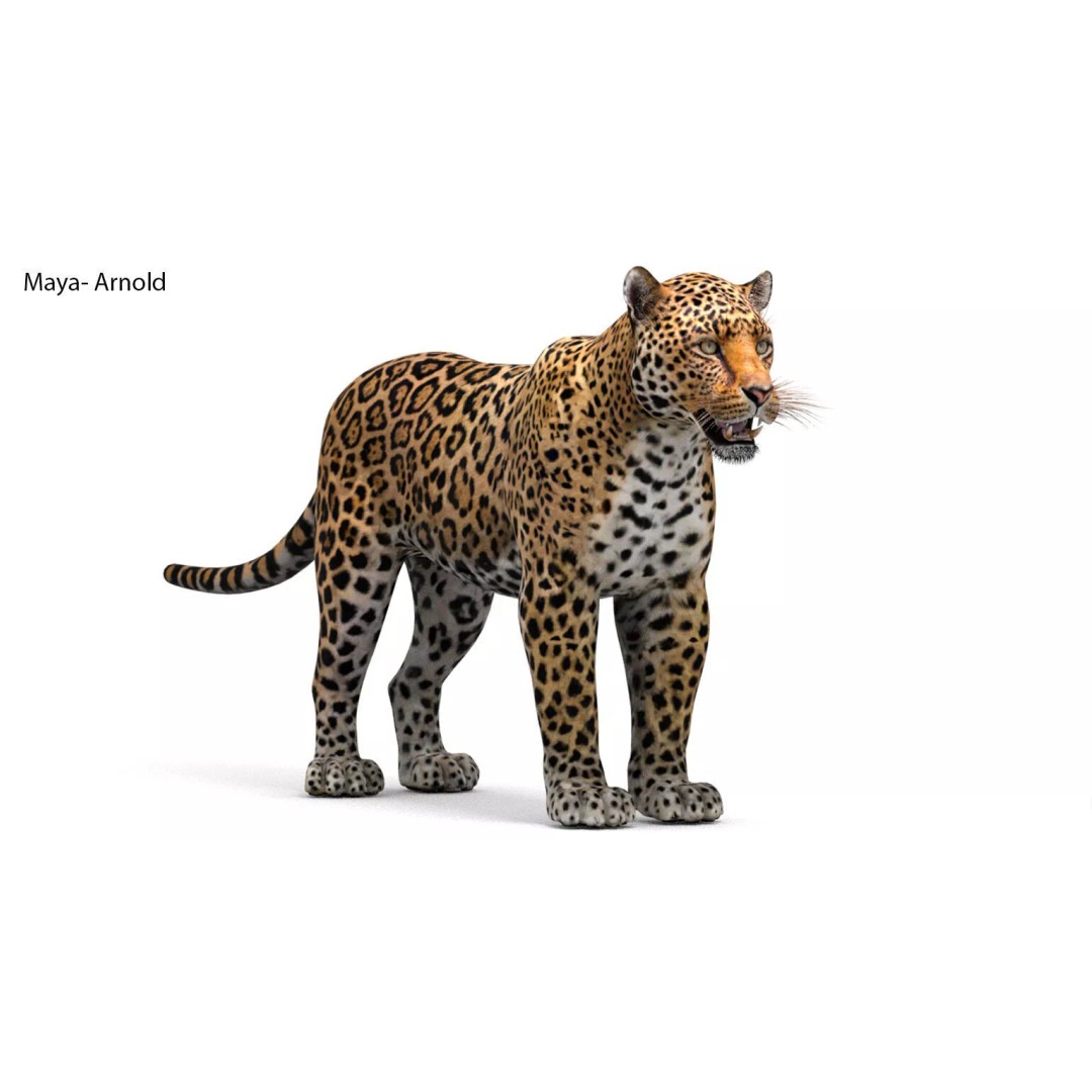 Jaguar 3D Model – Low Poly Animal Asset, FBX, OBJ, PBR - View 4