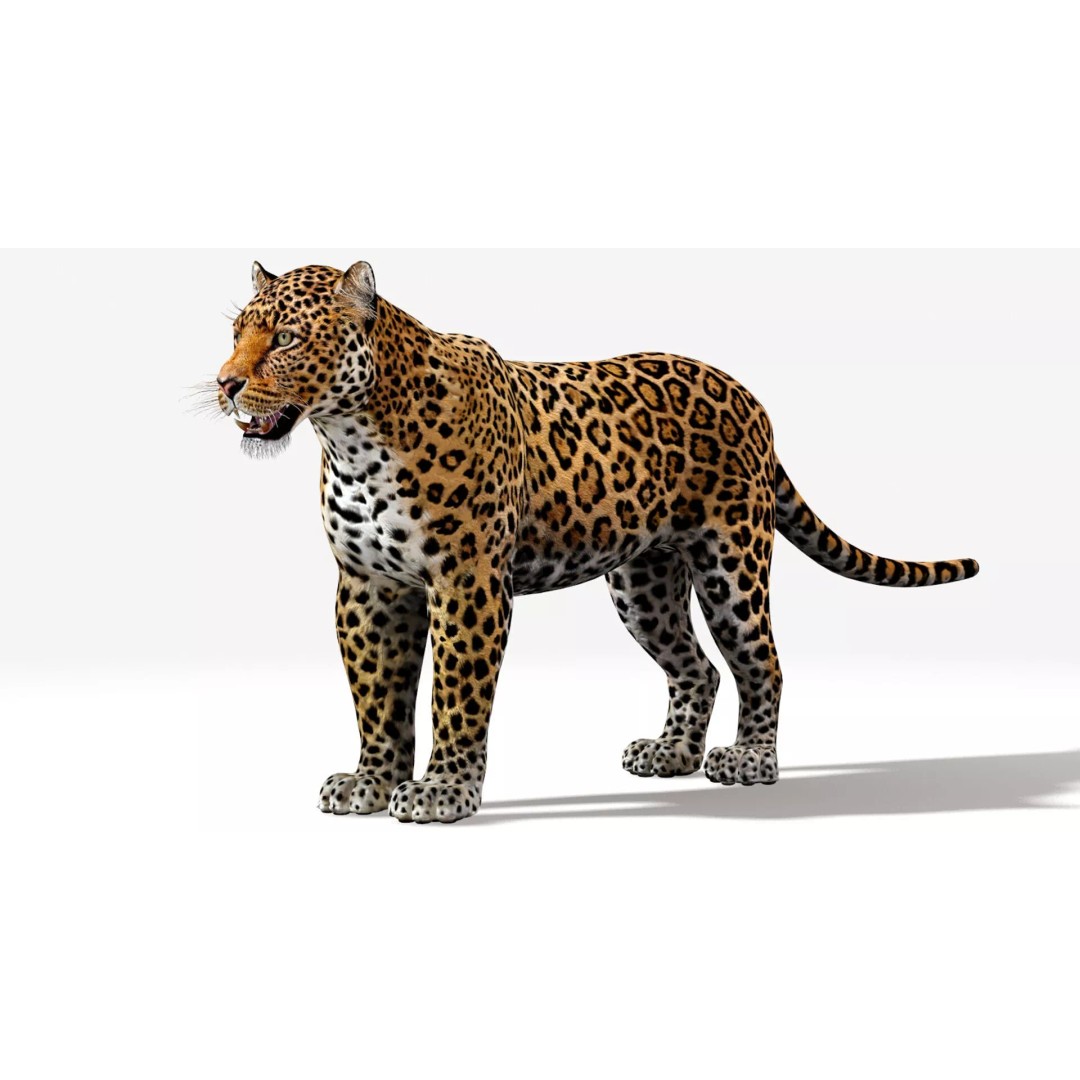 Jaguar 3D Model – Low Poly Animal Asset, FBX, OBJ, PBR - View 5