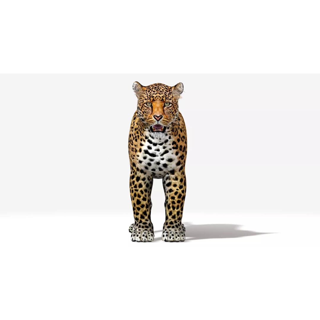 Jaguar 3D Model – Low Poly Animal Asset, FBX, OBJ, PBR - View 6