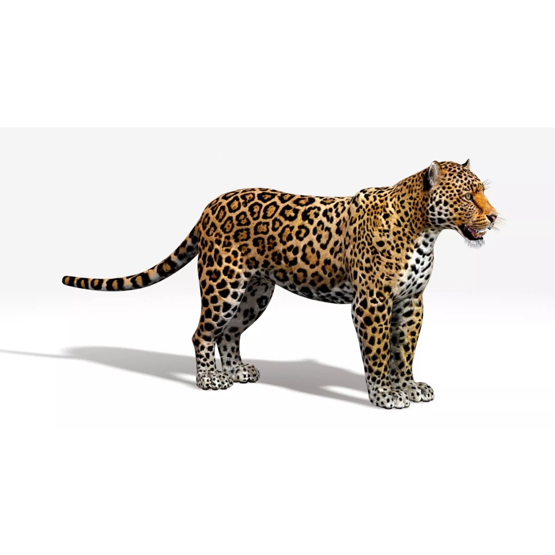 Jaguar 3D Model – Low Poly Animal Asset, FBX, OBJ, PBR - View 7