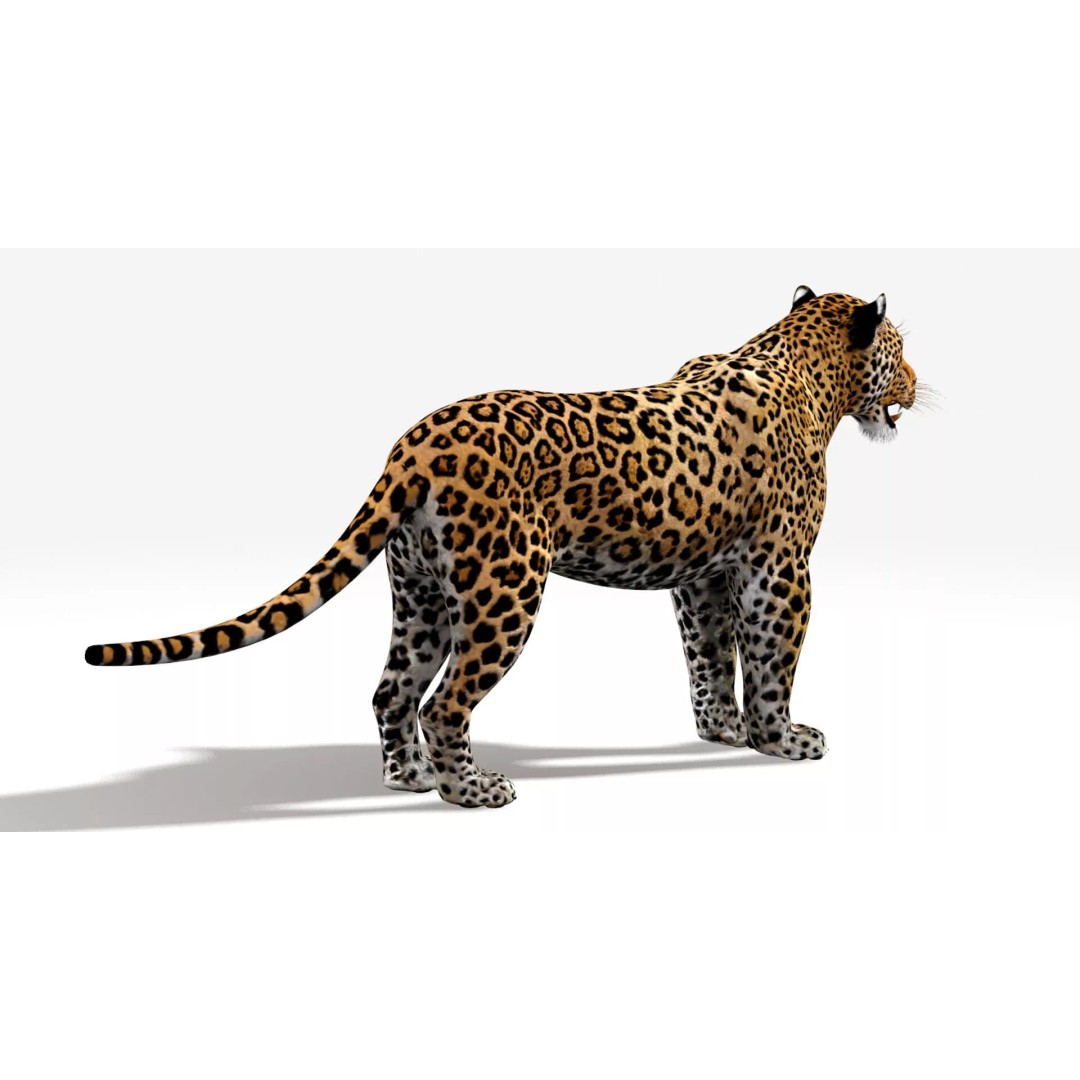 Jaguar 3D Model – Low Poly Animal Asset, FBX, OBJ, PBR - View 8