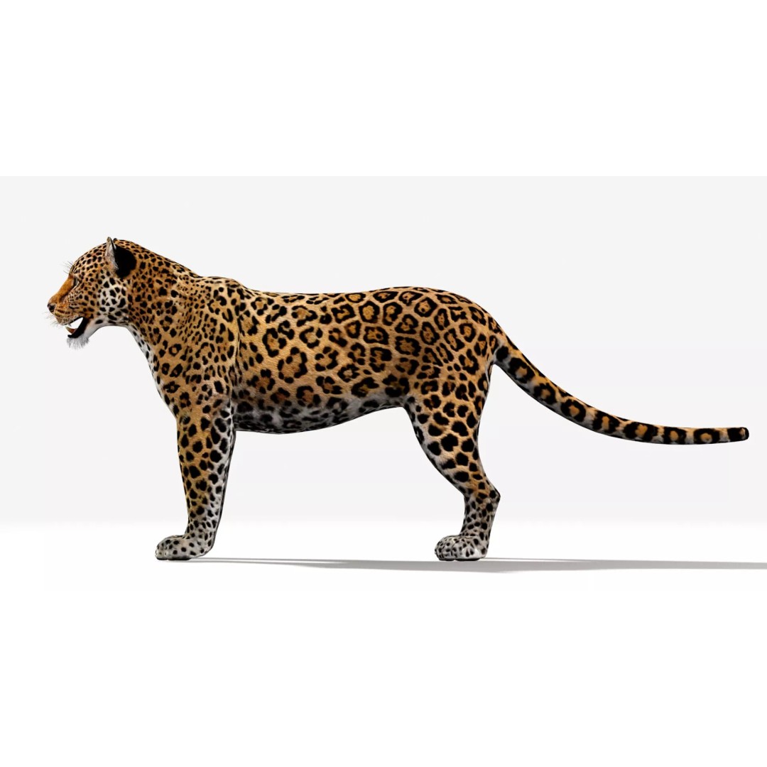 Jaguar 3D Model – Low Poly Animal Asset, FBX, OBJ, PBR - View 9