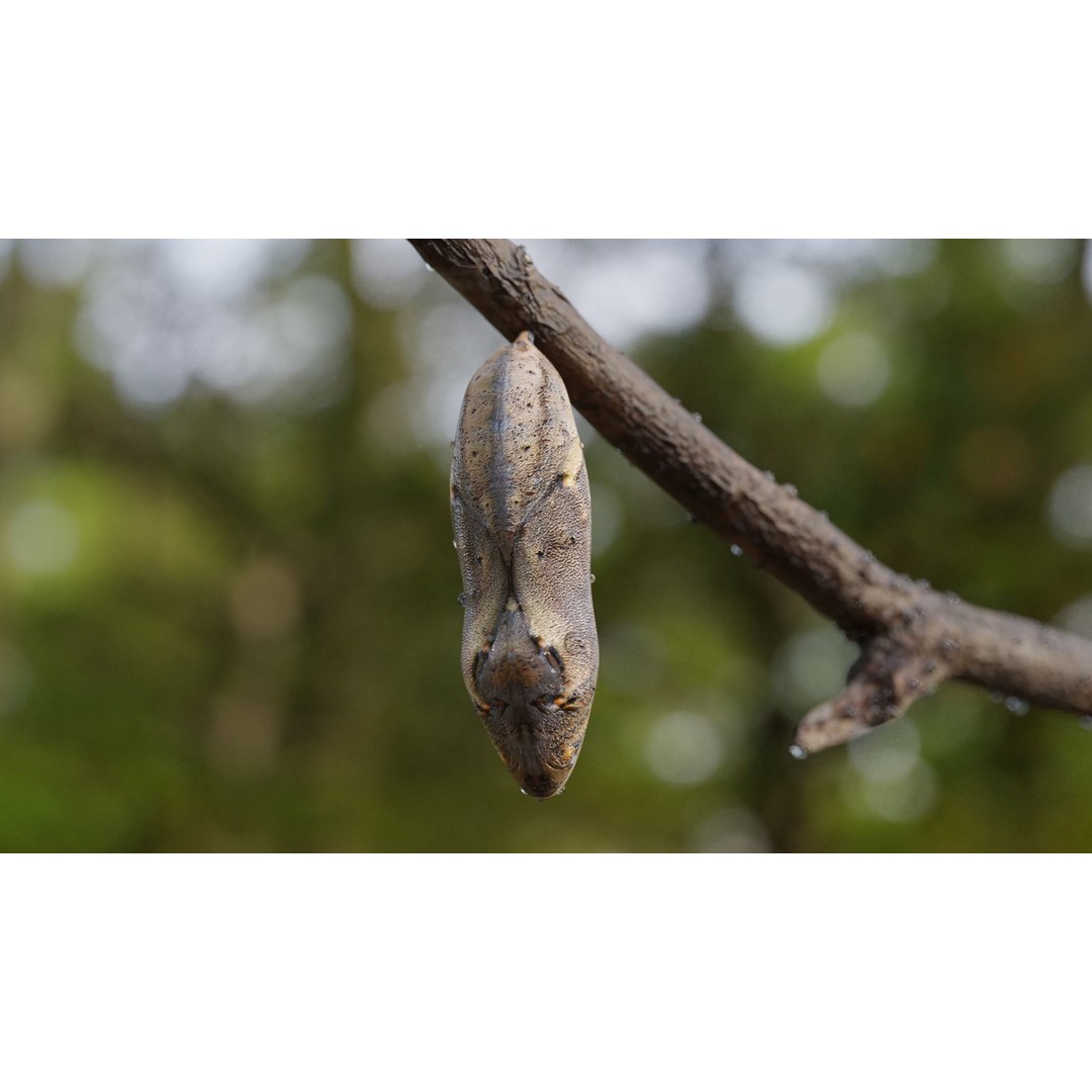 Butterfly Cocoon 3D Model – Low Poly PBR Asset, FBX, Blender