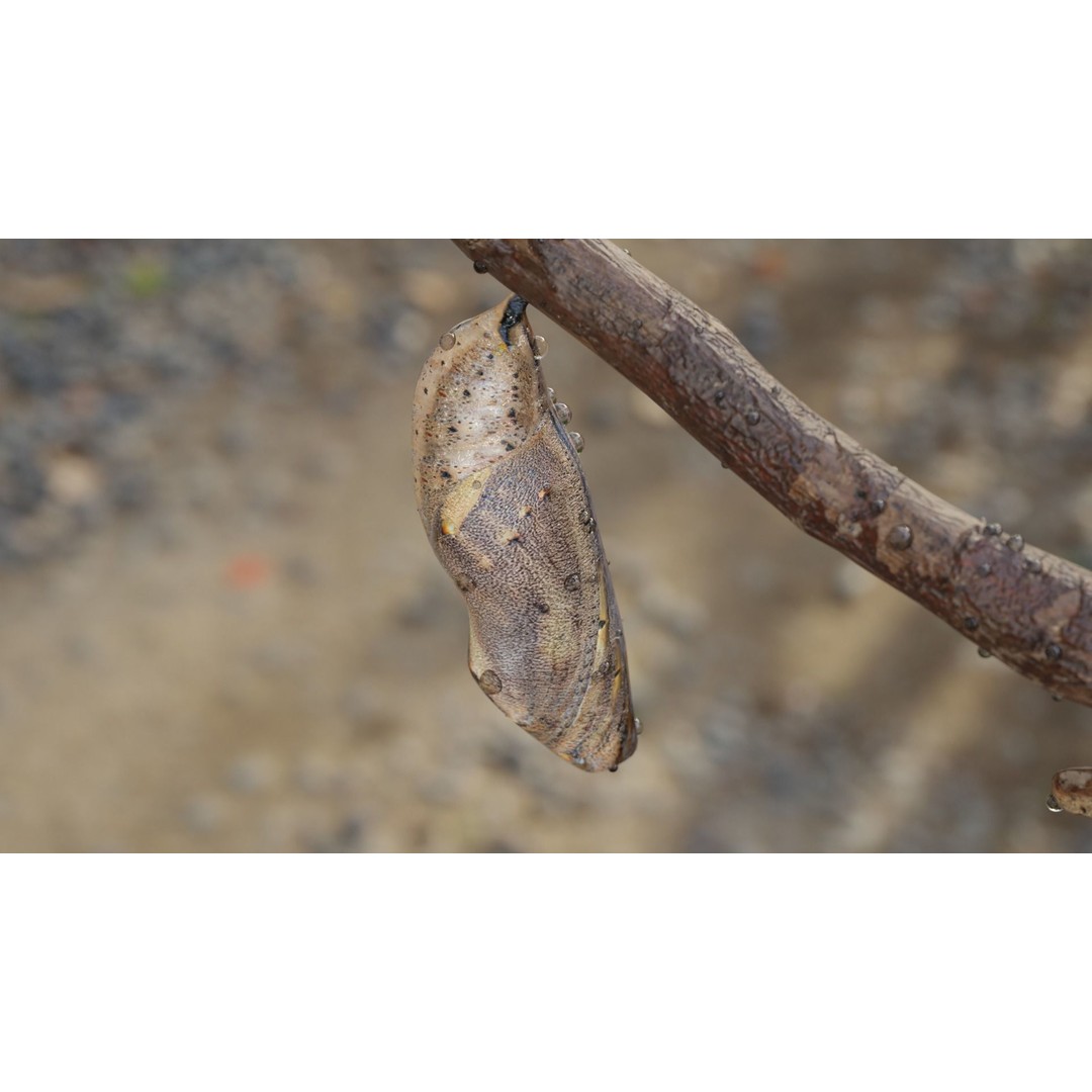 Butterfly Cocoon 3D Model – Low Poly PBR Asset, FBX, Blender - View 10