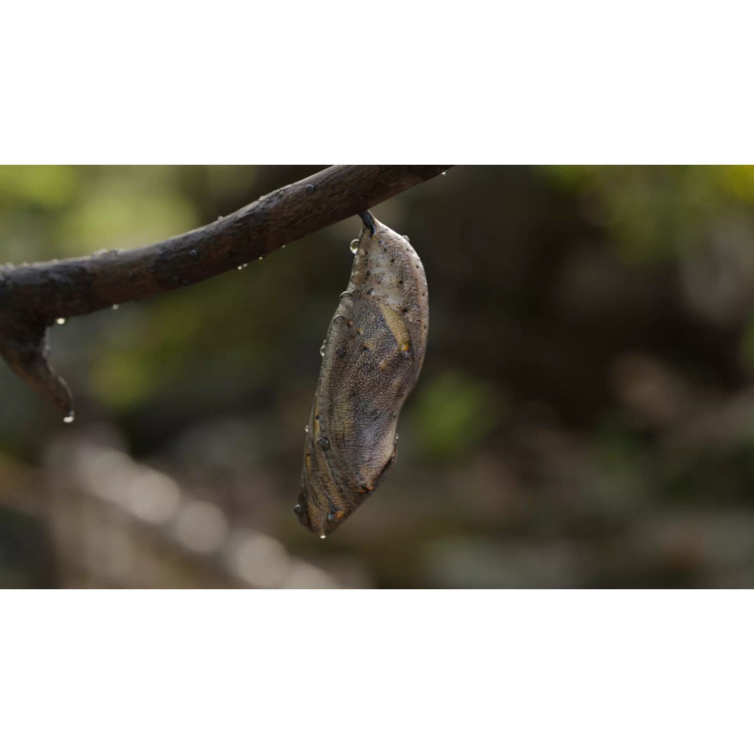 Butterfly Cocoon 3D Model – Low Poly PBR Asset, FBX, Blender - View 2