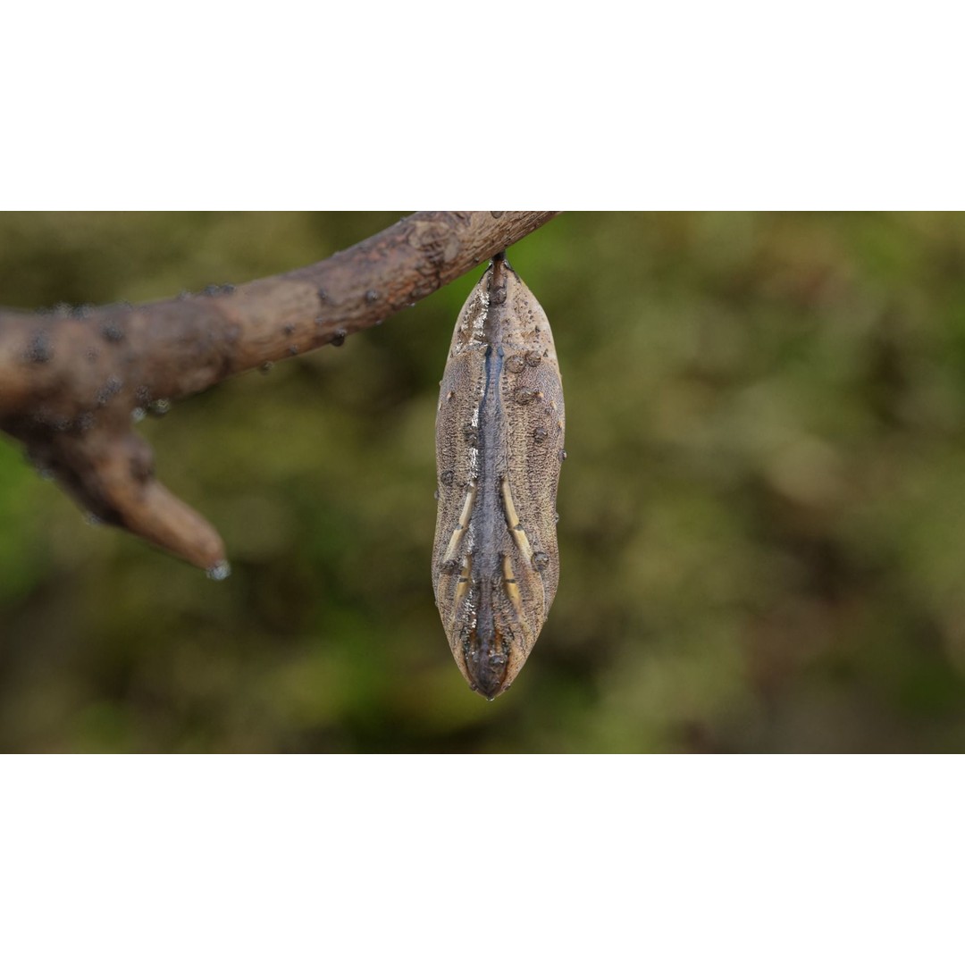 Butterfly Cocoon 3D Model – Low Poly PBR Asset, FBX, Blender - View 21
