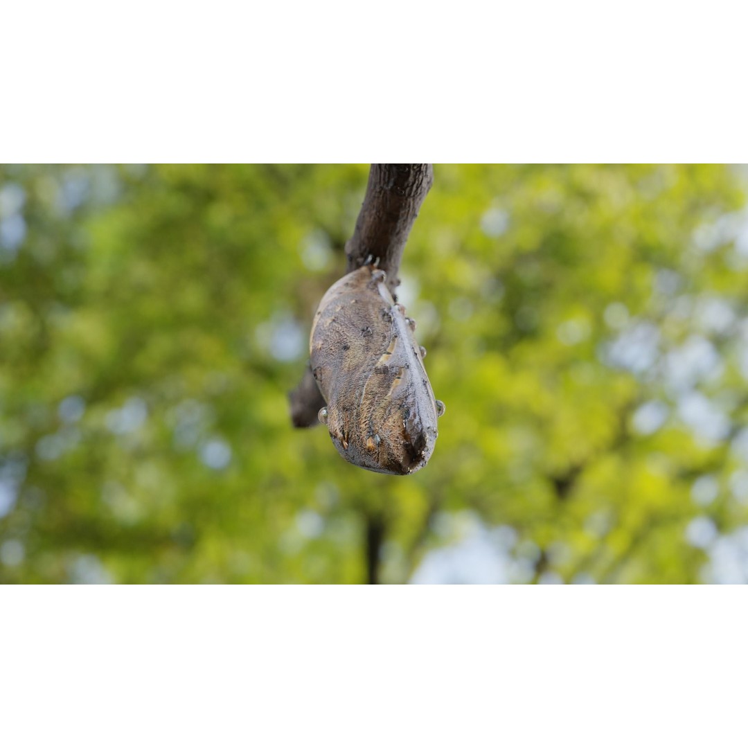 Butterfly Cocoon 3D Model – Low Poly PBR Asset, FBX, Blender - View 22