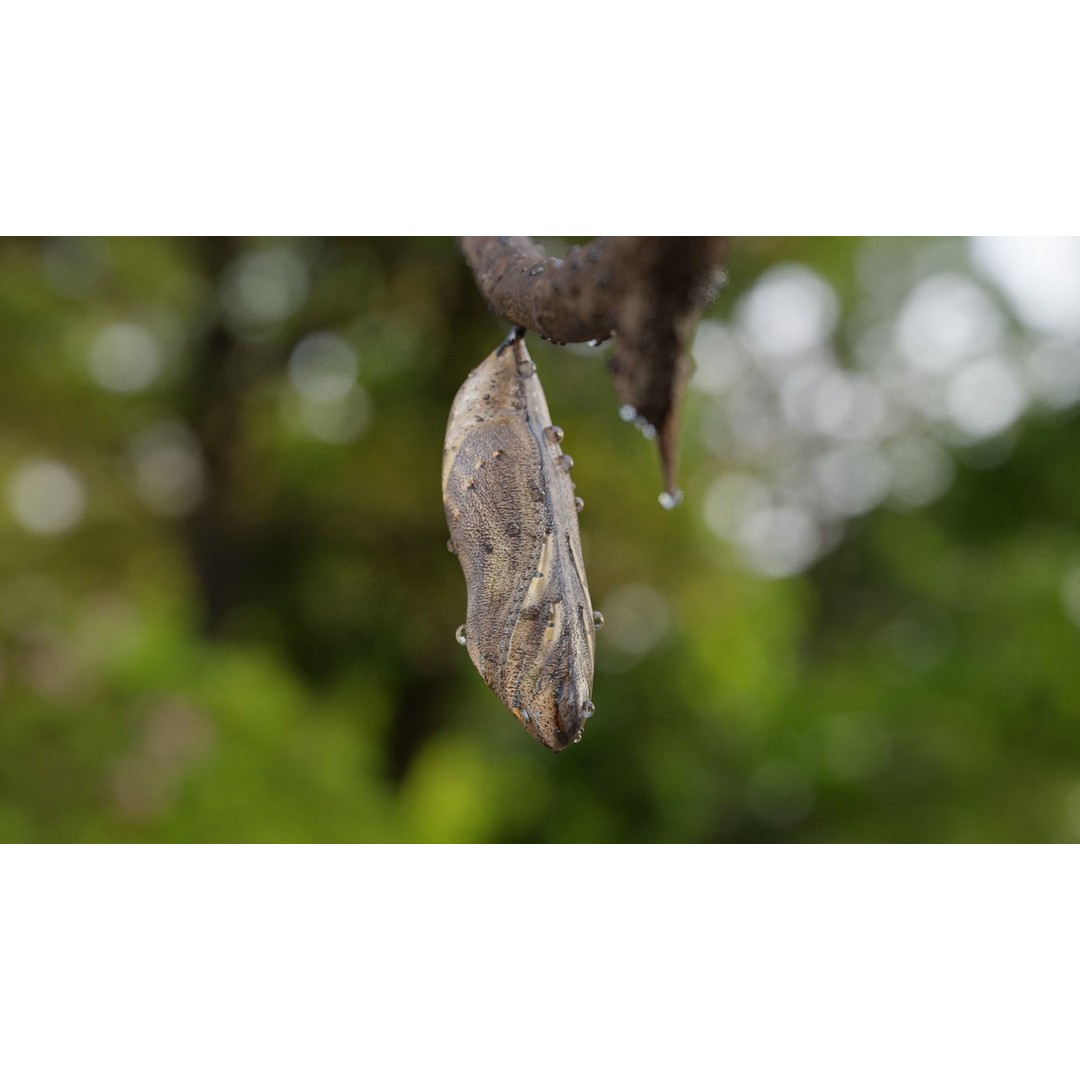 Butterfly Cocoon 3D Model – Low Poly PBR Asset, FBX, Blender - View 24