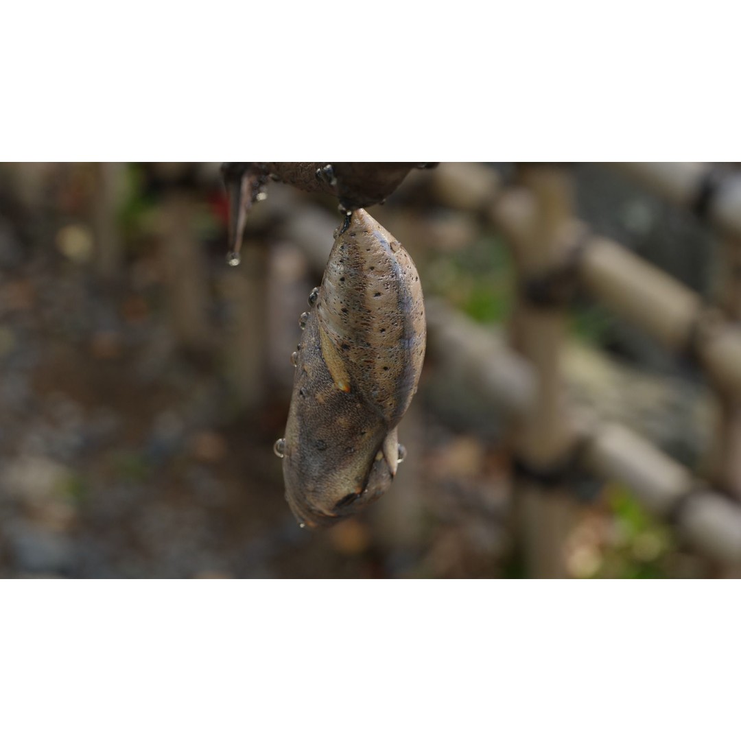 Butterfly Cocoon 3D Model – Low Poly PBR Asset, FBX, Blender - View 25