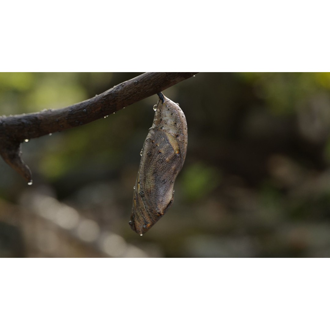 Butterfly Cocoon 3D Model – Low Poly PBR Asset, FBX, Blender - View 29