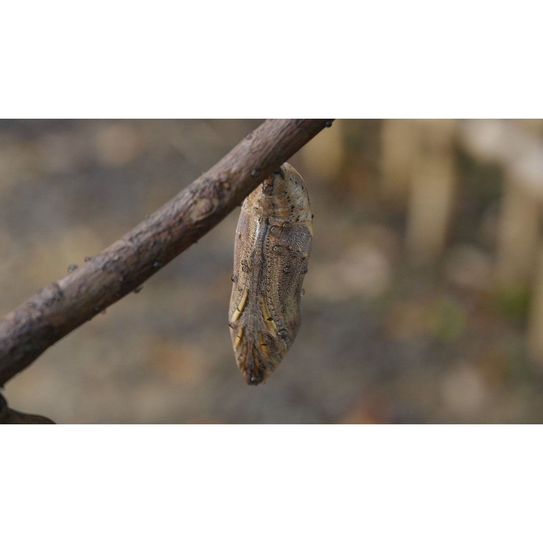 Butterfly Cocoon 3D Model – Low Poly PBR Asset, FBX, Blender - View 4
