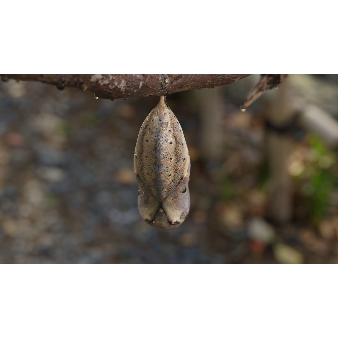 Butterfly Cocoon 3D Model – Low Poly PBR Asset, FBX, Blender - View 5