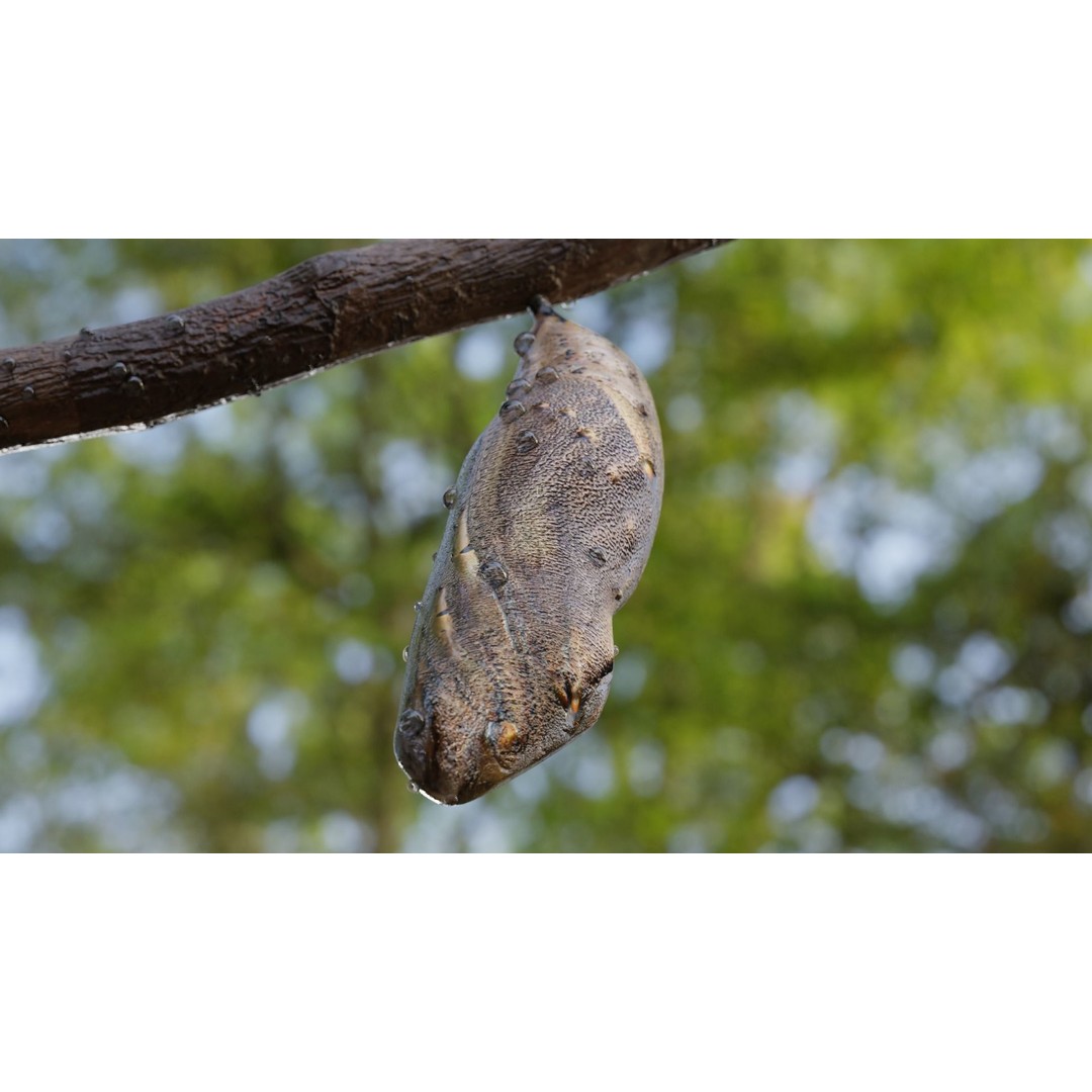 Butterfly Cocoon 3D Model – Low Poly PBR Asset, FBX, Blender - View 6
