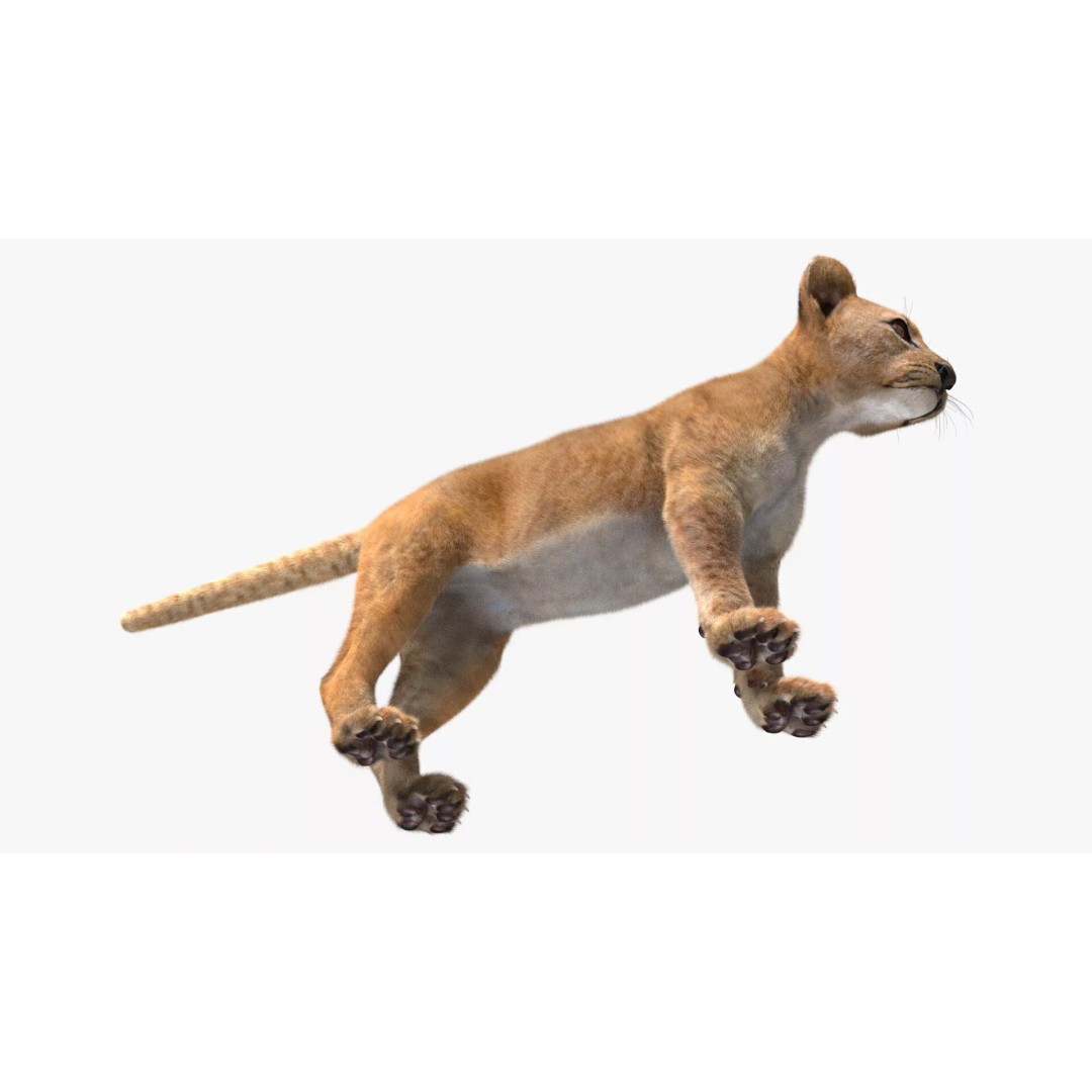 Lion Cub Fur 3D Model – High Poly PBR Asset for Animation - View 10