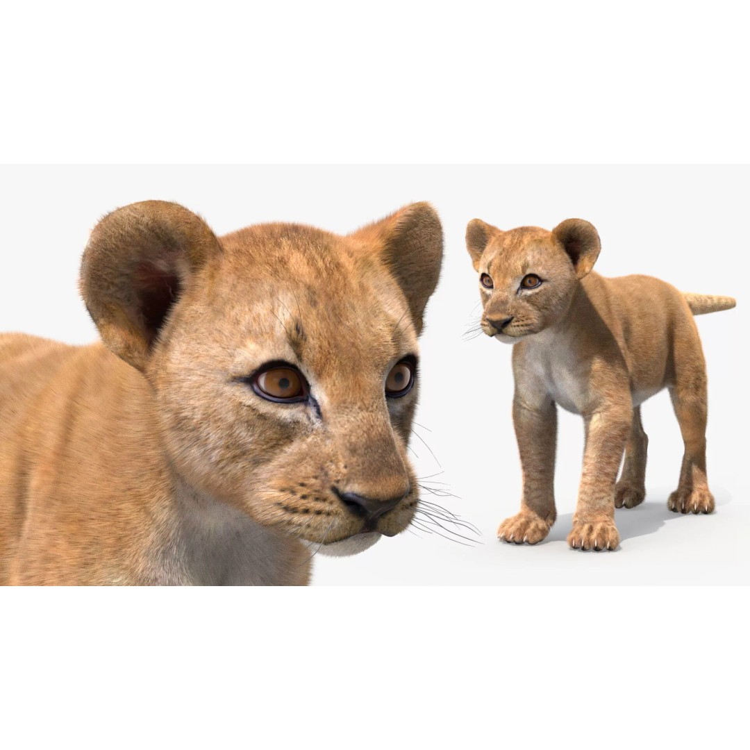 Lion Cub Fur 3D Model – High Poly PBR Asset for Animation - View 2