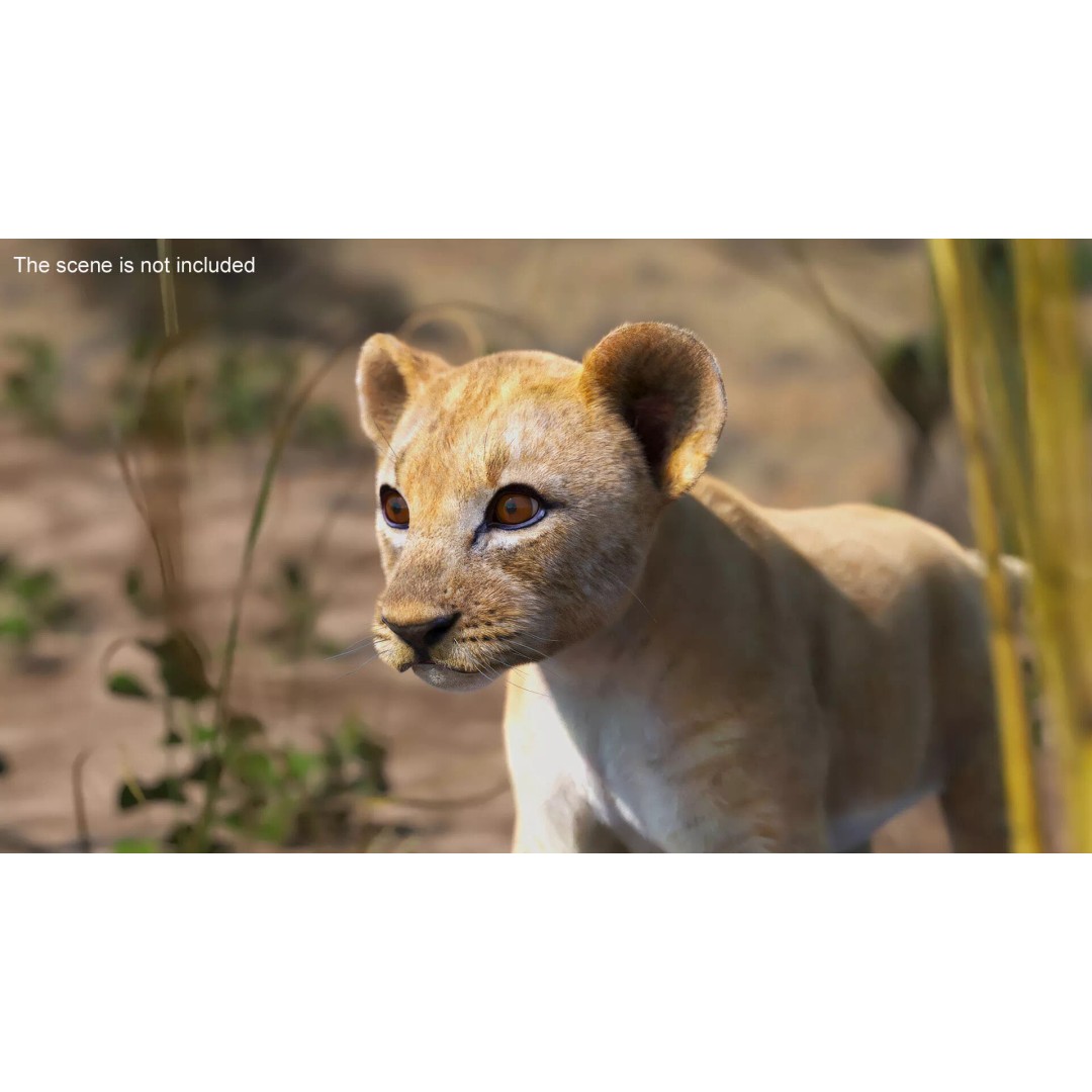 Lion Cub Fur 3D Model – High Poly PBR Asset for Animation - View 5