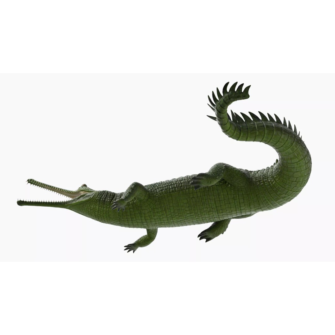 Indian Gharial Crocodile 3D Model – Rigged PBR Animation Asset for Maya - View 10