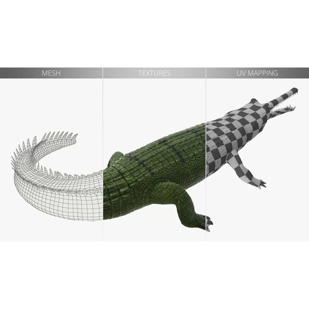 Indian Gharial Crocodile 3D Model – Rigged PBR Animation Asset for Maya - View 15