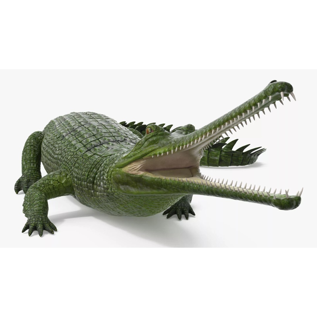 Indian Gharial Crocodile 3D Model – Rigged PBR Animation Asset for Maya - View 2