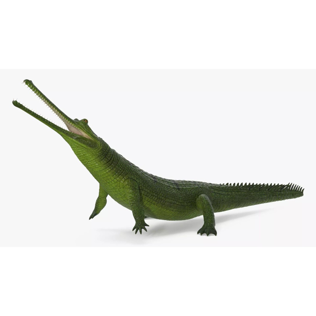 Indian Gharial Crocodile 3D Model – Rigged PBR Animation Asset for Maya - View 3