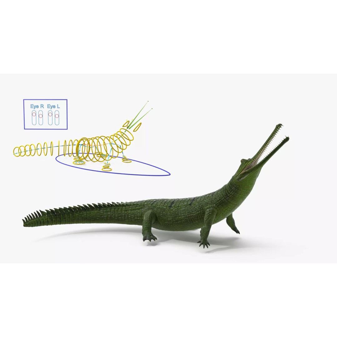 Indian Gharial Crocodile 3D Model – Rigged PBR Animation Asset for Maya - View 5