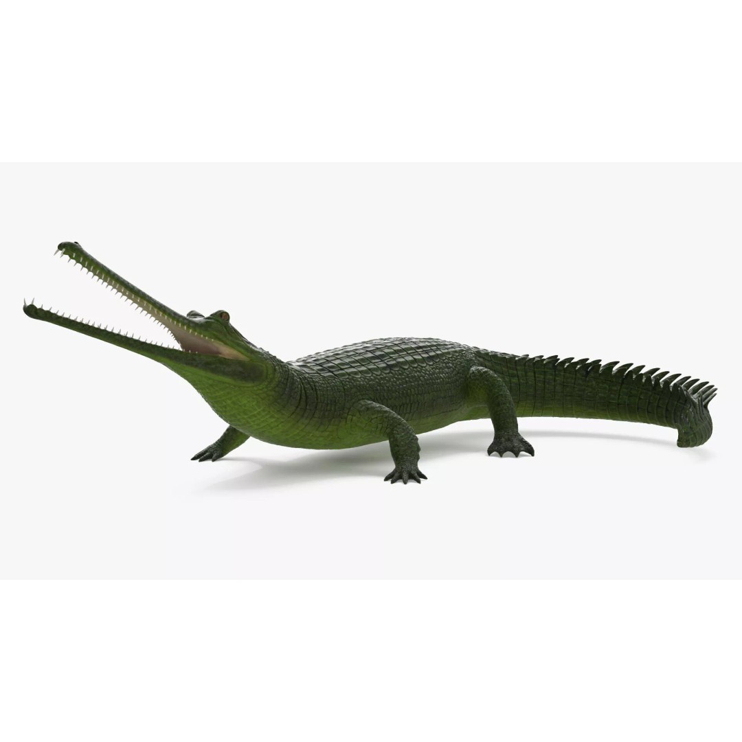 Indian Gharial Crocodile 3D Model – Rigged PBR Animation Asset for Maya - View 6