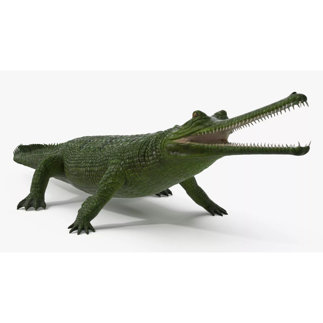 Indian Gharial Crocodile 3D Model – Rigged PBR Animation Asset for Maya - View 7