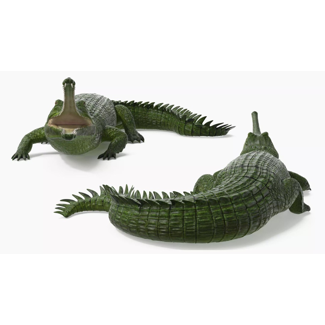 Indian Gharial Crocodile 3D Model – Rigged PBR Animation Asset for Maya - View 8