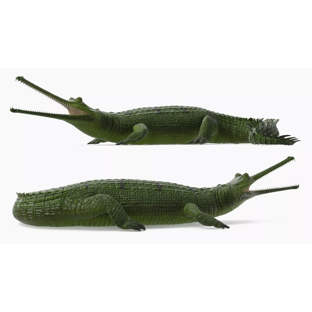 Indian Gharial Crocodile 3D Model – Rigged PBR Animation Asset for Maya - View 9
