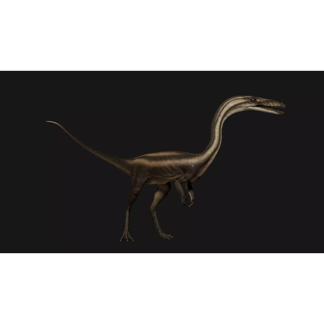 Coelophysis Dinosaur 3D Model – Low Poly Rigged Animation, FBX - View 2