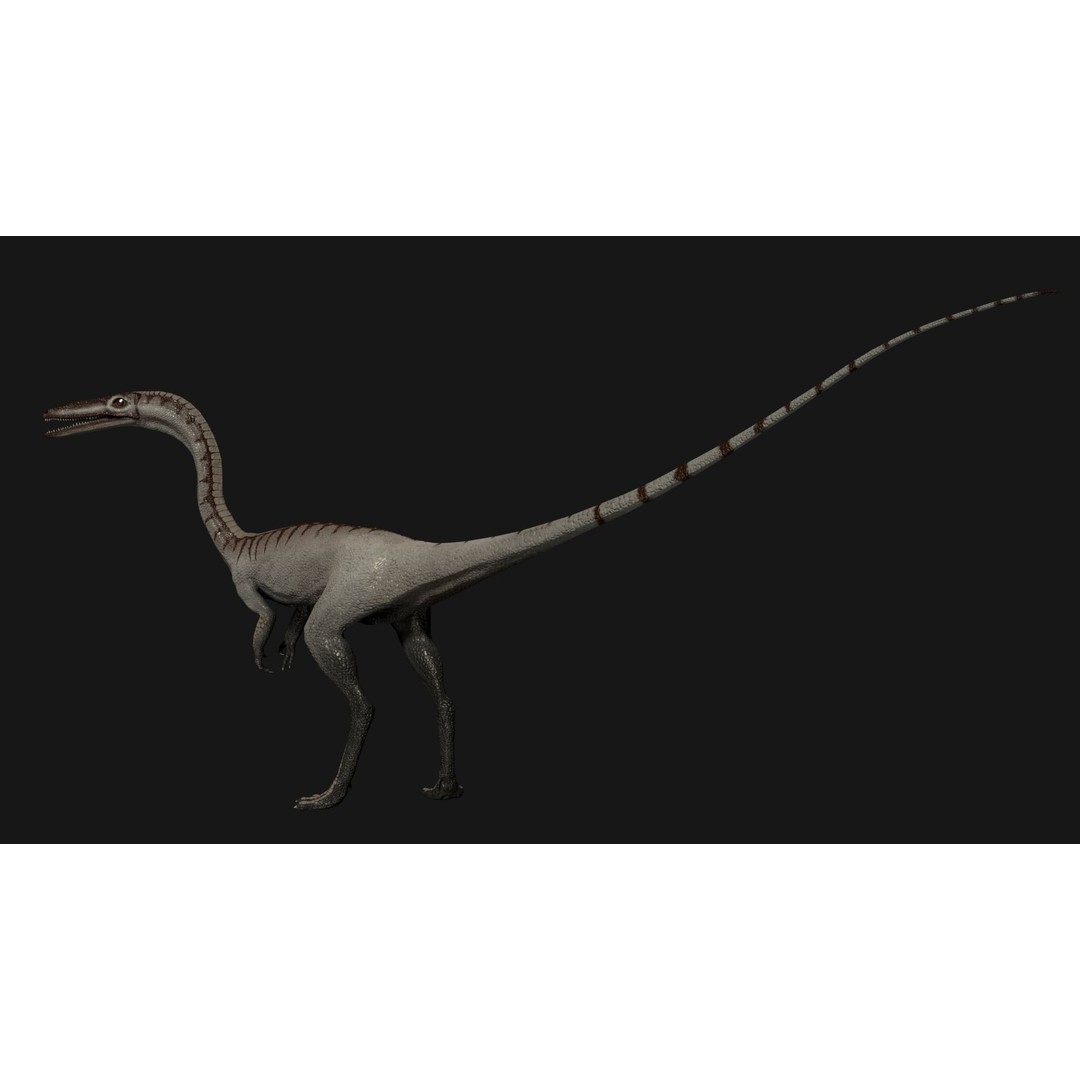 Coelophysis Dinosaur 3D Model – Low Poly Rigged Animation, FBX - View 4