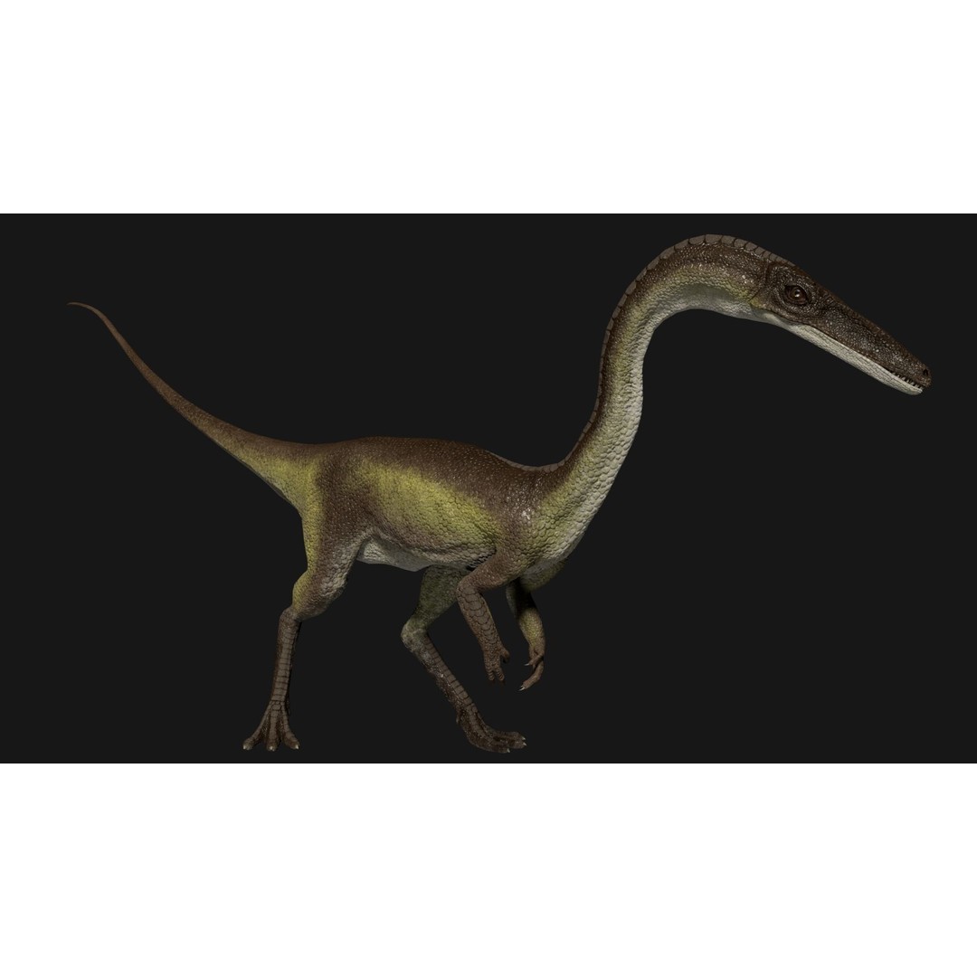 Coelophysis Dinosaur 3D Model – Low Poly Rigged Animation, FBX - View 5