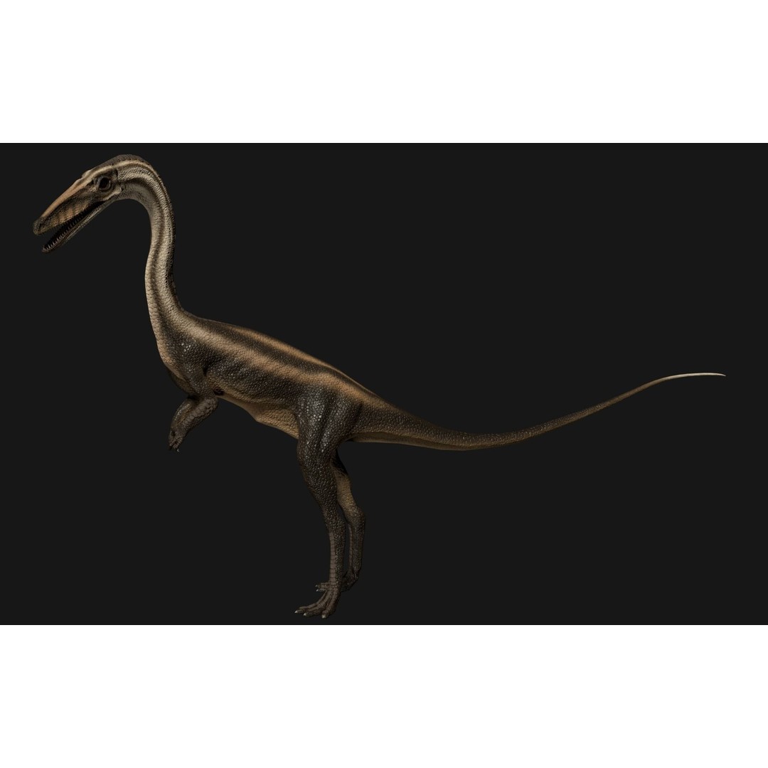 Coelophysis Dinosaur 3D Model – Low Poly Rigged Animation, FBX - View 6