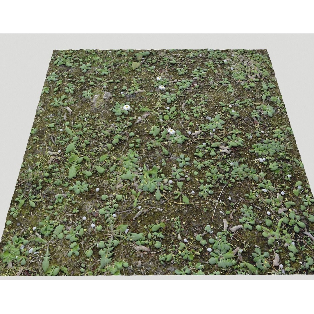 Forest Terrain 3D Model – PBR Textures for Natural Landscapes