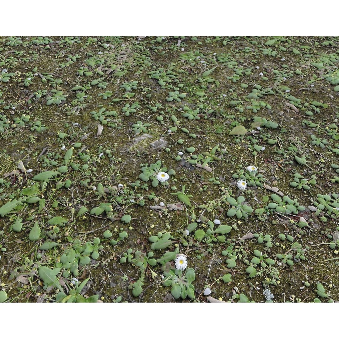 Forest Terrain 3D Model – PBR Textures for Natural Landscapes - View 14