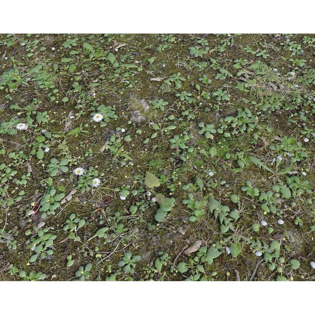 Forest Terrain 3D Model – PBR Textures for Natural Landscapes - View 15