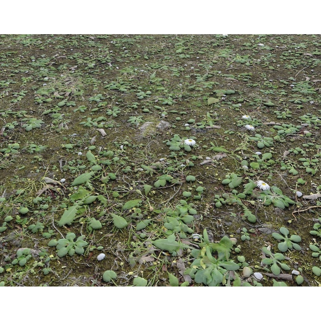 Forest Terrain 3D Model – PBR Textures for Natural Landscapes - View 16